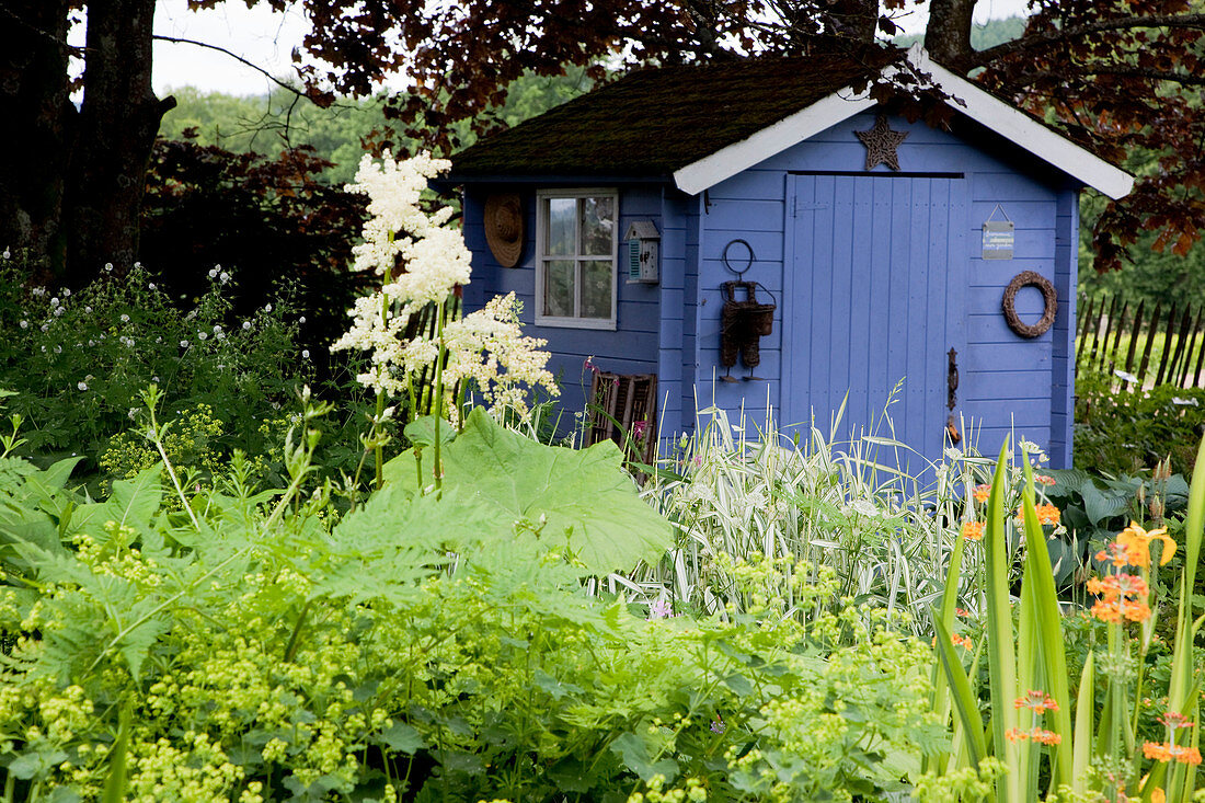 Blaues Gartenhaus hinter Staudenbeet mit Astilboides tabularis (Schaublatt), Alchemilla (Frauenmantel) und Phalaris (Reitgras)