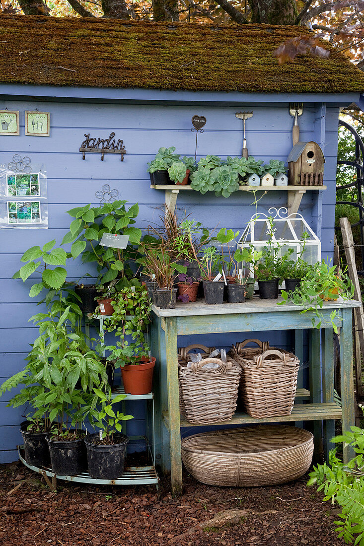 Potting table and small tray with young plants at the blue garden house, baskets, tools