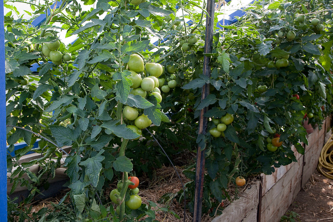 Gewächshaus mit Hochbeet: mit Stroh gemulchte Tomaten (Lycopersicon)