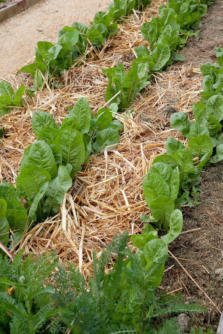 Mit Stroh gemulchte Salatpflanzen im Beet