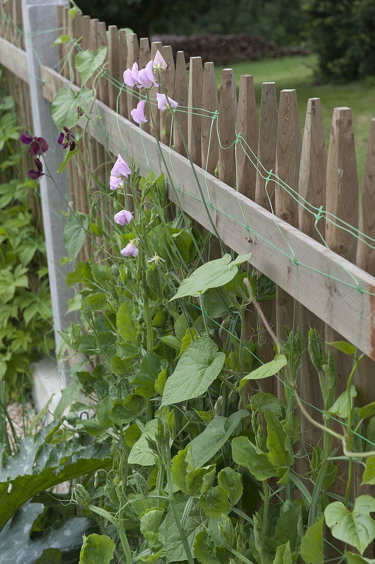 Bauerngarten mit Hanichel-Zaun