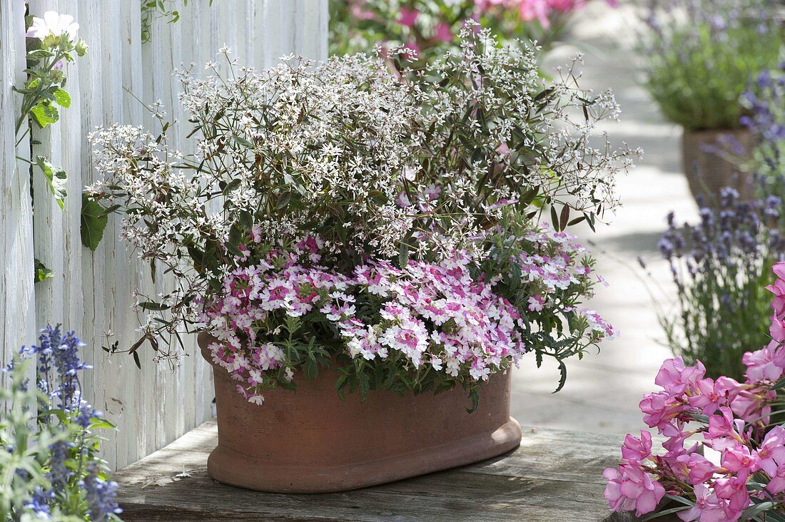 Terracotta-Kasten mit Euphorbia 'Diamond Fizz' (Zauberschnee)