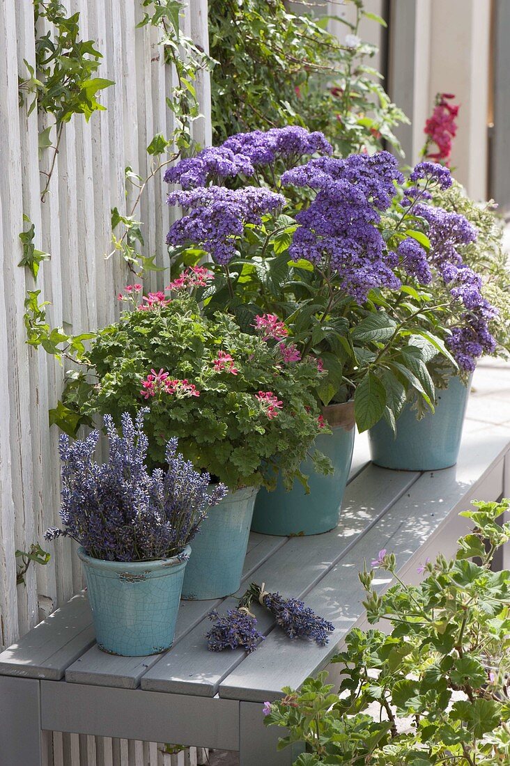 Scented plants on bench, Pelargonium 'Concolor Lace'