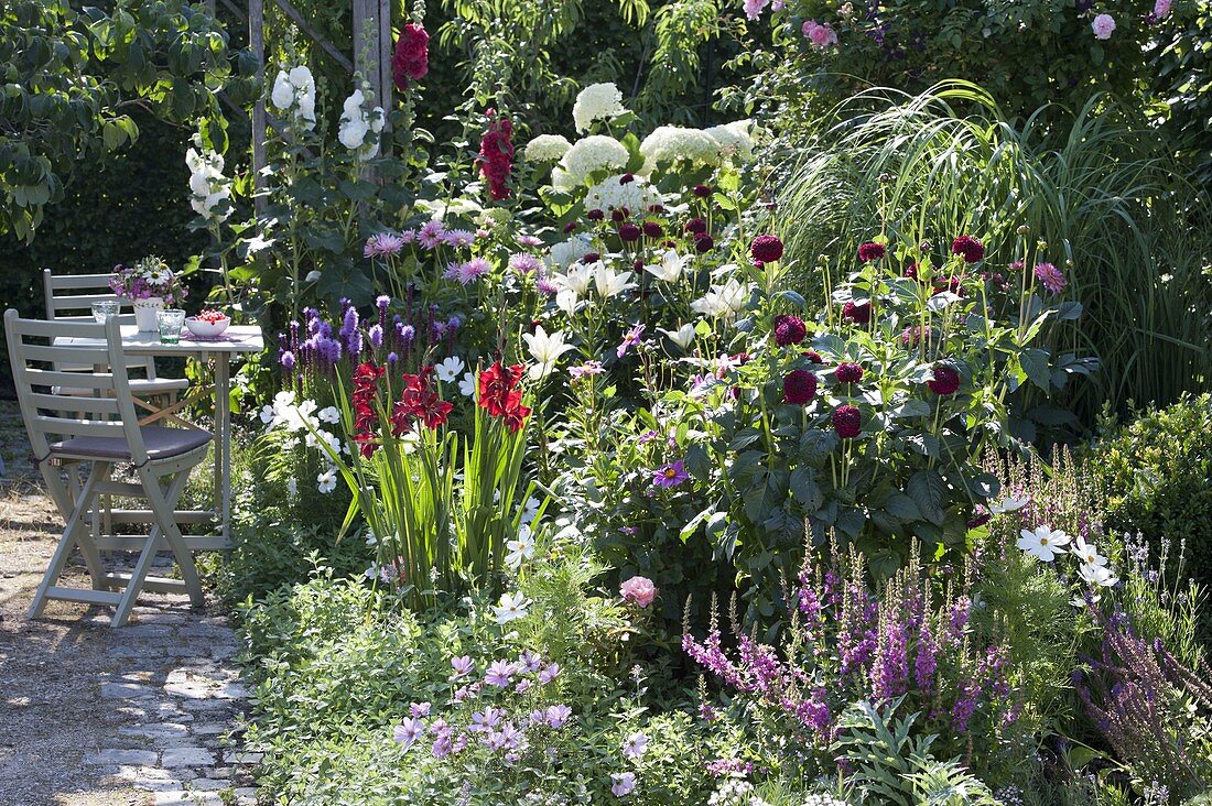 Summer bed with Dahlia (dahlias), Gladiolus 'Claudia' (gladioli), Liatris