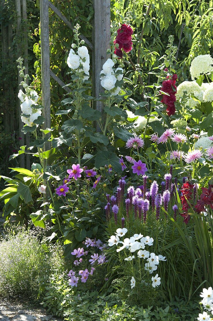 Summer bed with Dahlia, Liatris, Cosmos