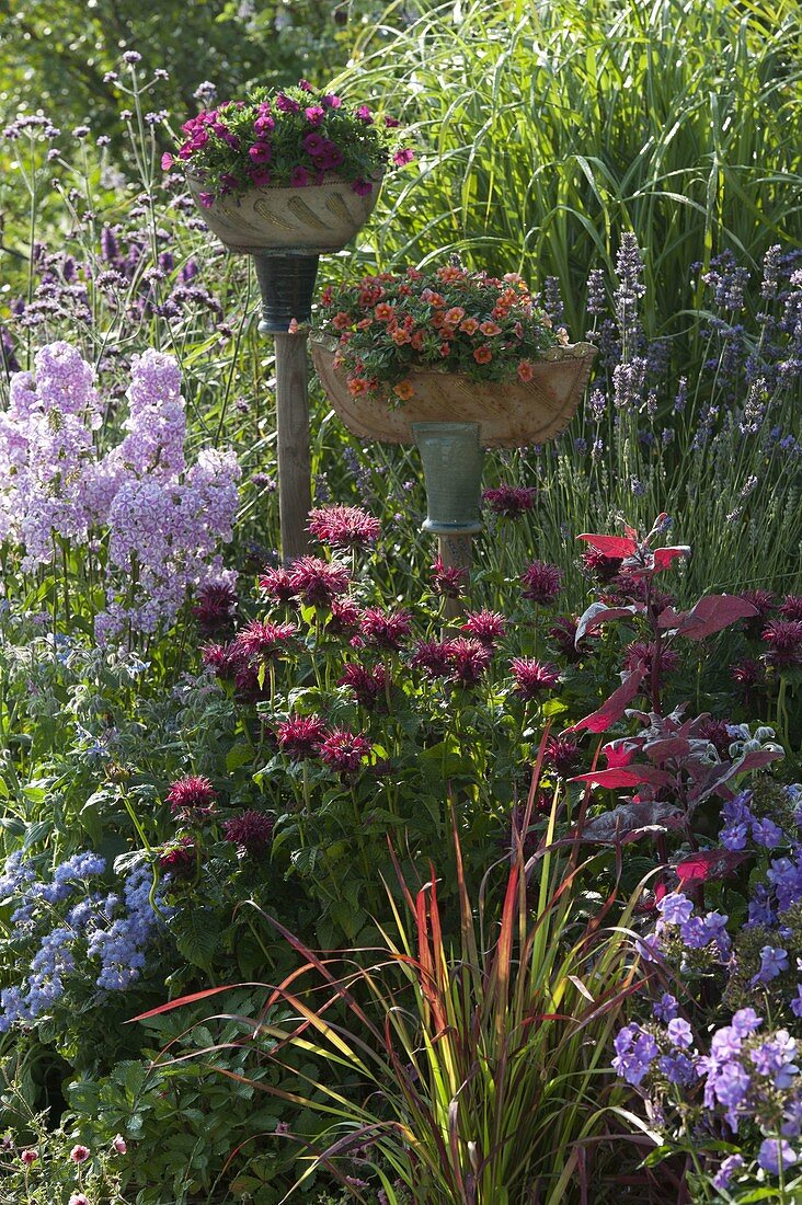 Handmade ceramic vessels planted with Calibrachoa Celebration