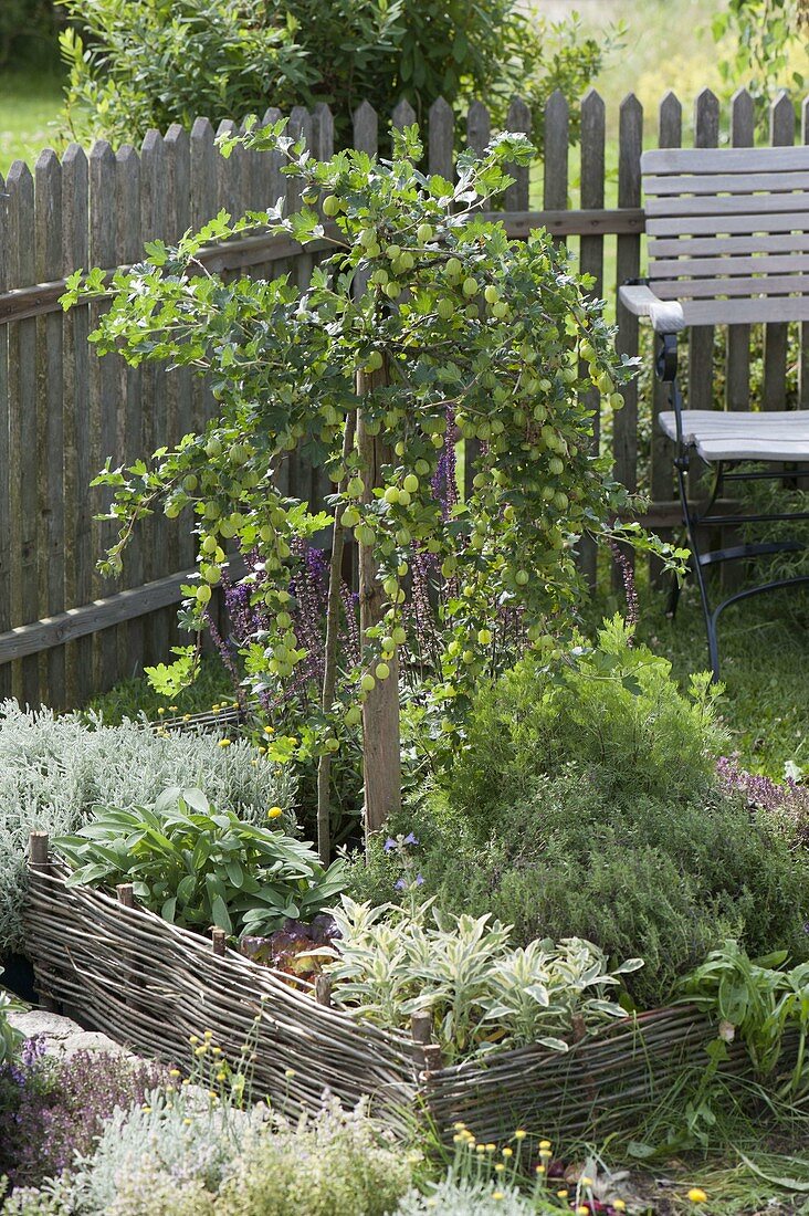 Stachelbeere 'Hinnonmäki' (Ribes uva-crispa) in Kräuterbeet