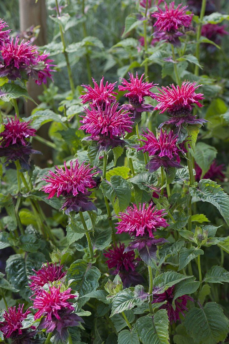 Monarda 'Cambridge Scarlet' (Indianernessel)