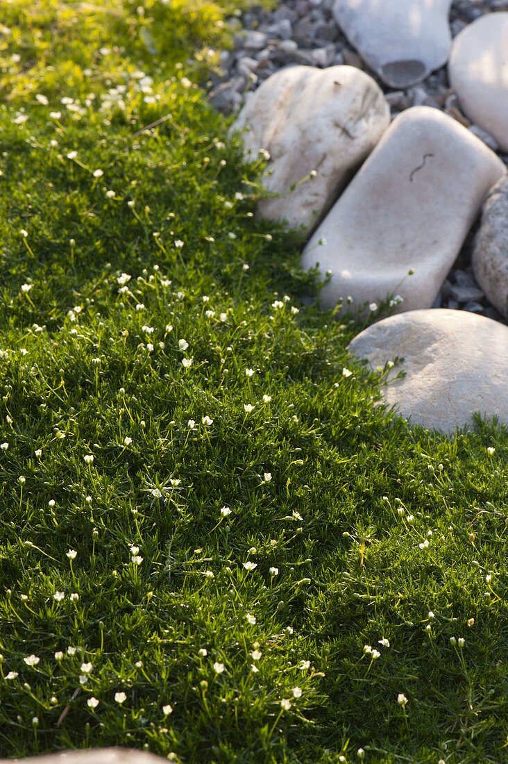 Flowering sagina (star moss) as ground cover