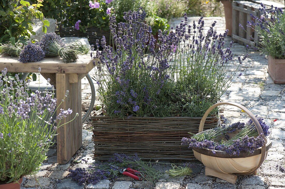 Scented terrace with lavender