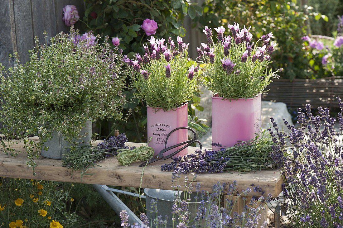 Schopflavendel (Lavandula stoechas) in tin cans, lavender