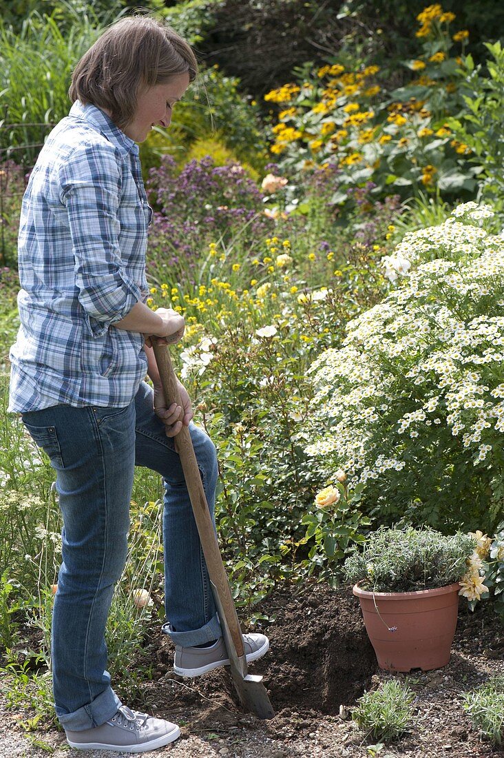 Woman planting lavender in rose bed (1/5)