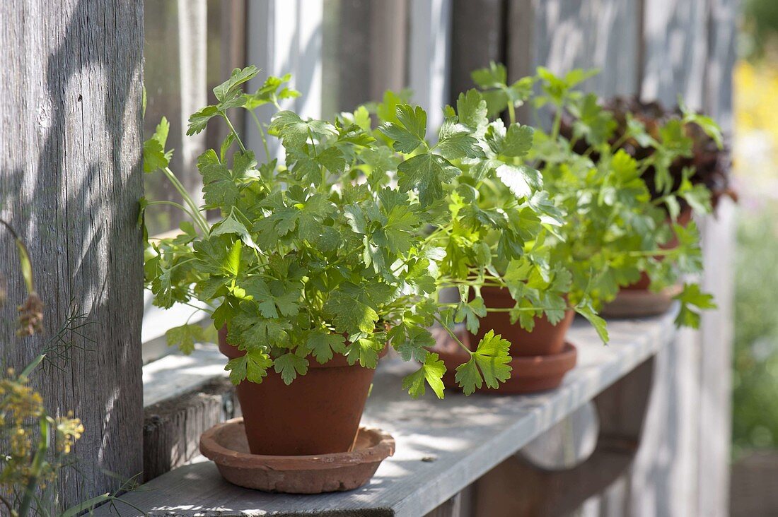 Clay pots with smooth parsley 'Hamburger Schnitt'