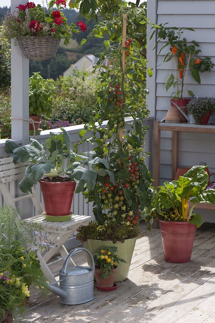 Snack balcony with cocktail tomato (Lycopersicon) in a green tub