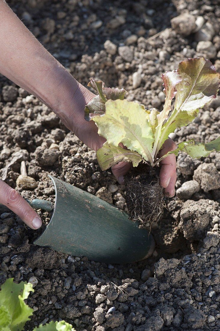 Plant salad (Lactuca)