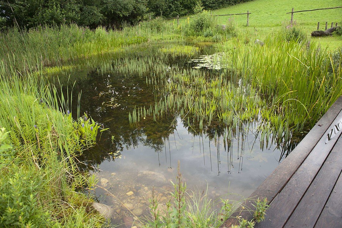 Natural pond with wooden footbridge, Hippuris (fir frond), Typha (cattail)