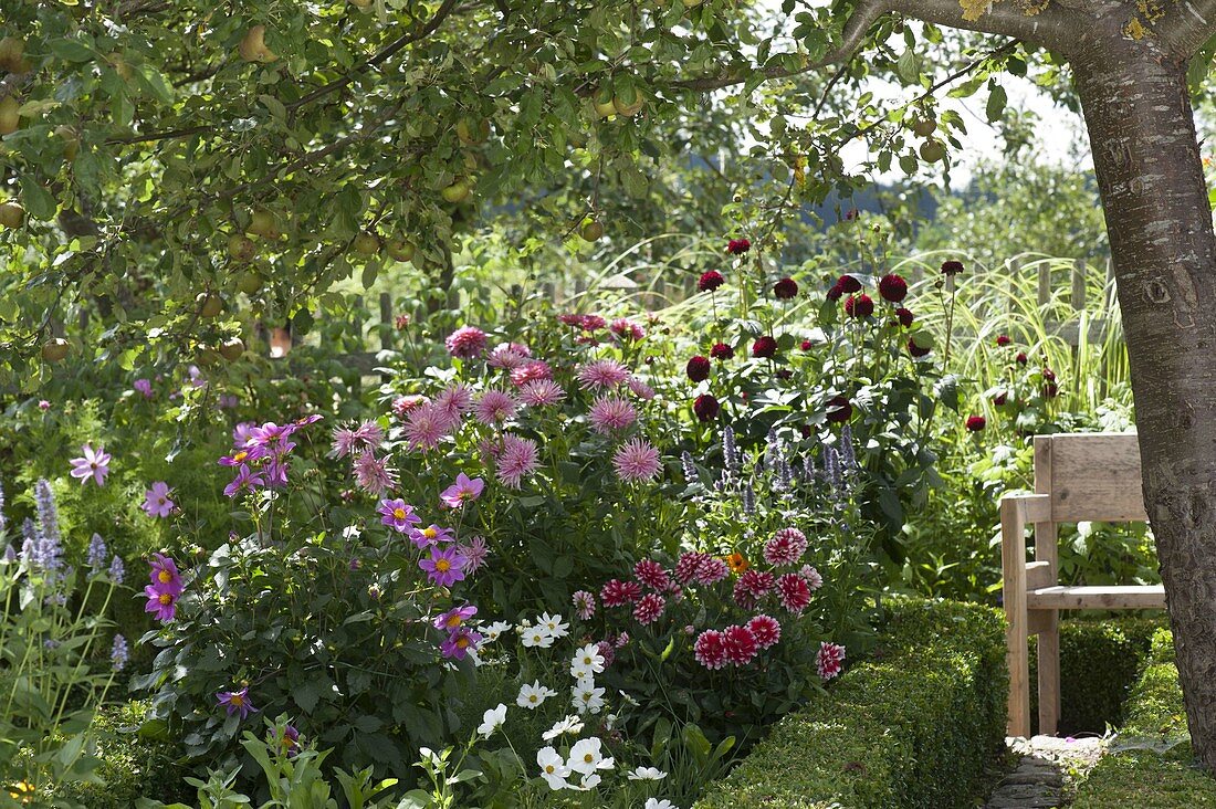 Dahlia bed under apple tree