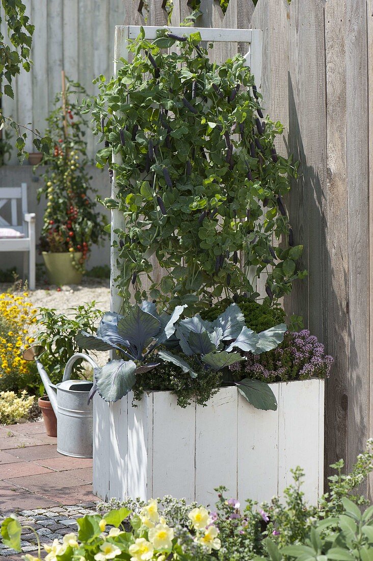 Capuchin pea 'Blauschokkers' in a wooden pot on the terrace