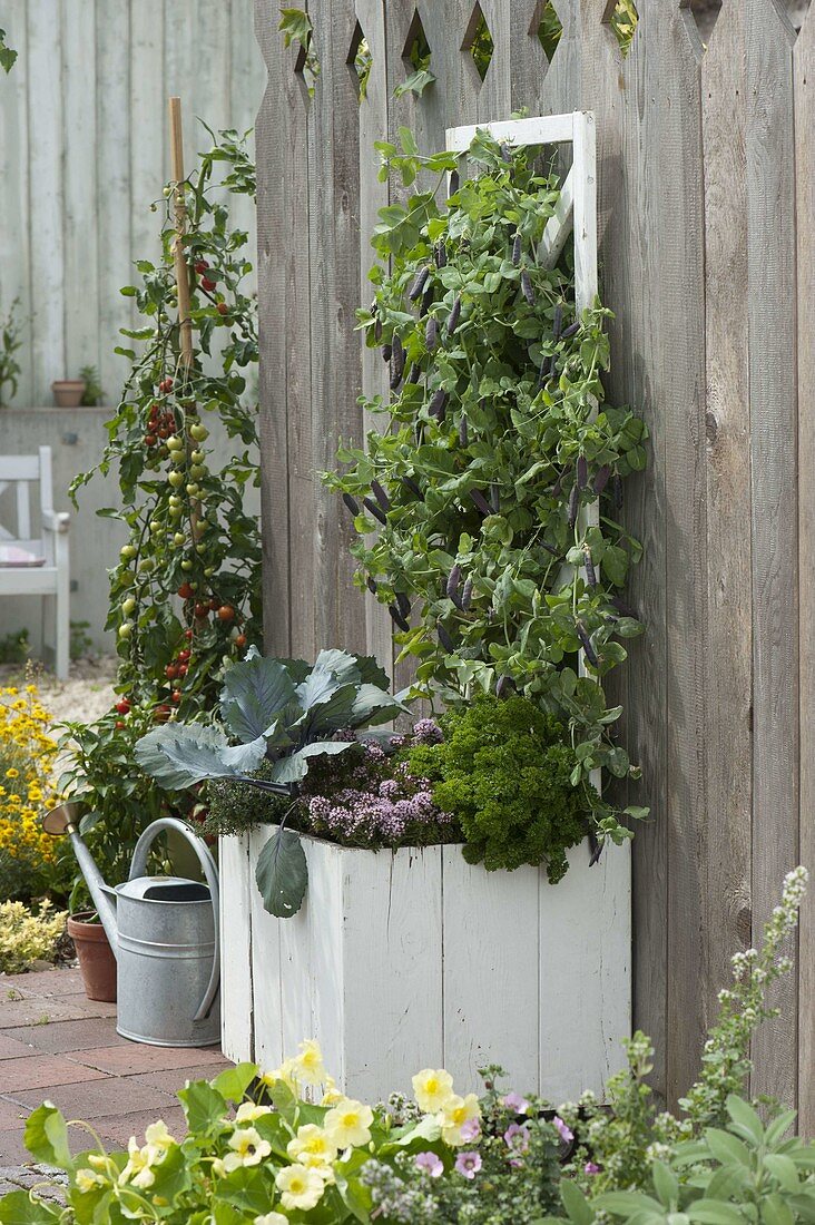 Capuchin pea 'Blauschokkers' in a wooden tub on the terrace