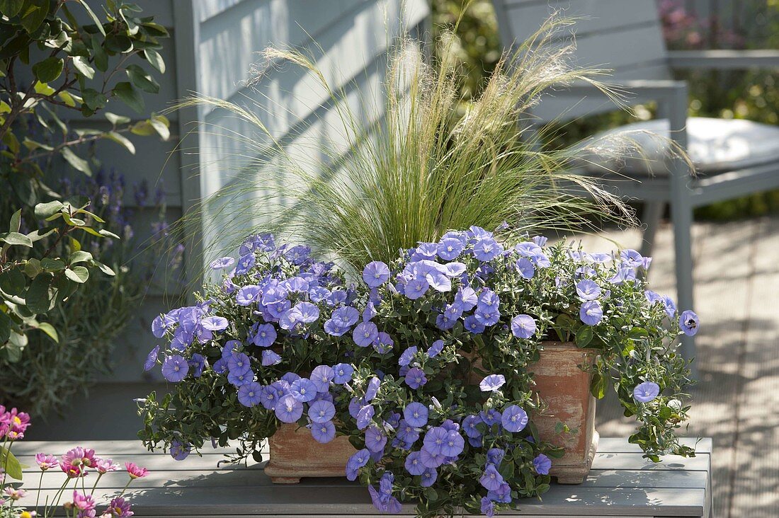 Convolvulus sabatius 'Blue Cascade' (Blue Mauritius)