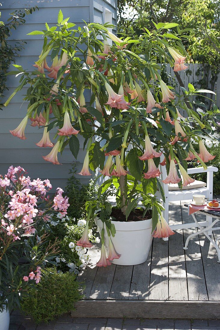 Datura 'Pink Favorite' (Angel Trumpet)