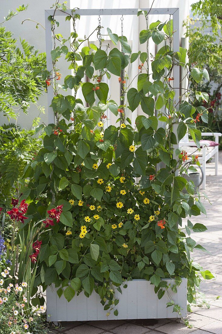 Fahrbarer Kasten mit Feuerbohne (Phaseolus coccineus) und Thunbergia alata