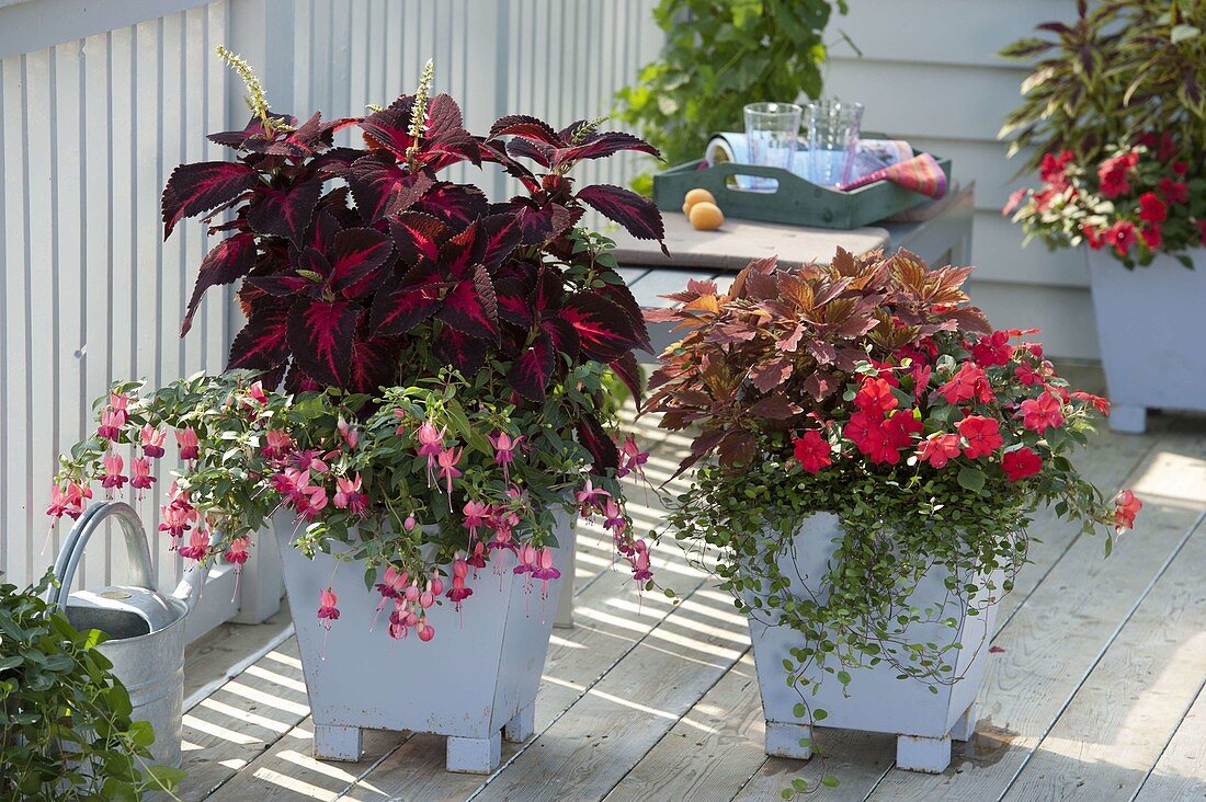 Coleus 'Kingwood Torch' 'Spitfire', Fuchsia 'Pink La Campanella'