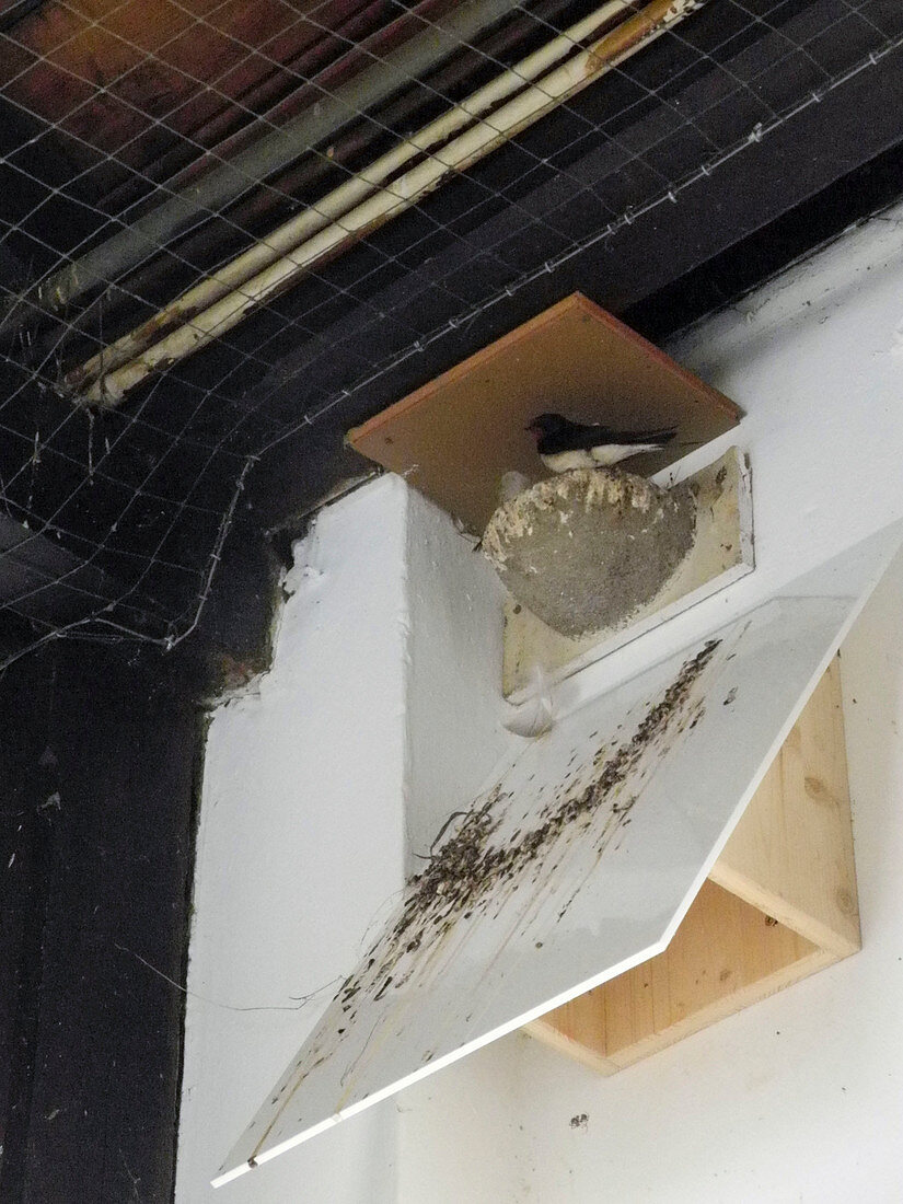 Swallow's nest with droppings board to protect the house wall