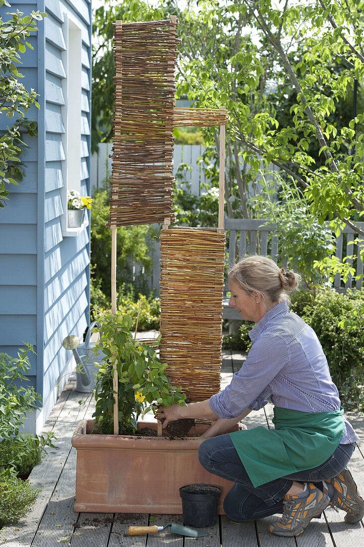 Willow elements as climbing aid for black-eyed susans (8/10)