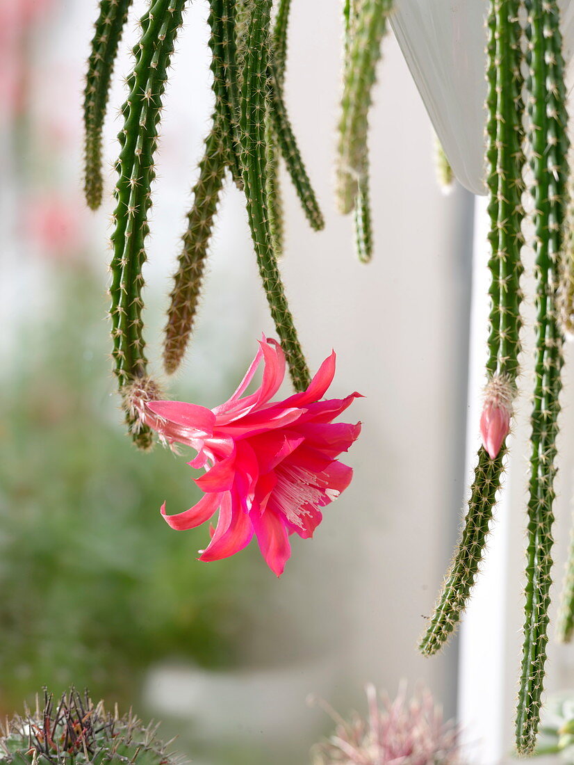 Flowering Aporocactus mallisonii syn Disocactus (Snake cactus)