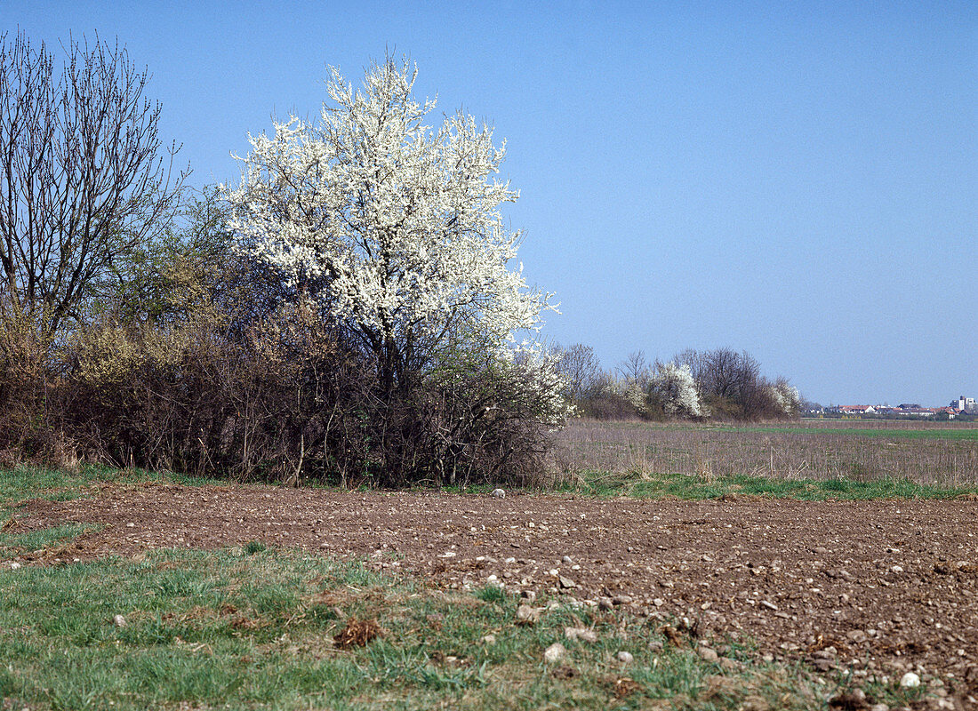 Wild shrub hedge with flowering sloes (Prunus spinosa)