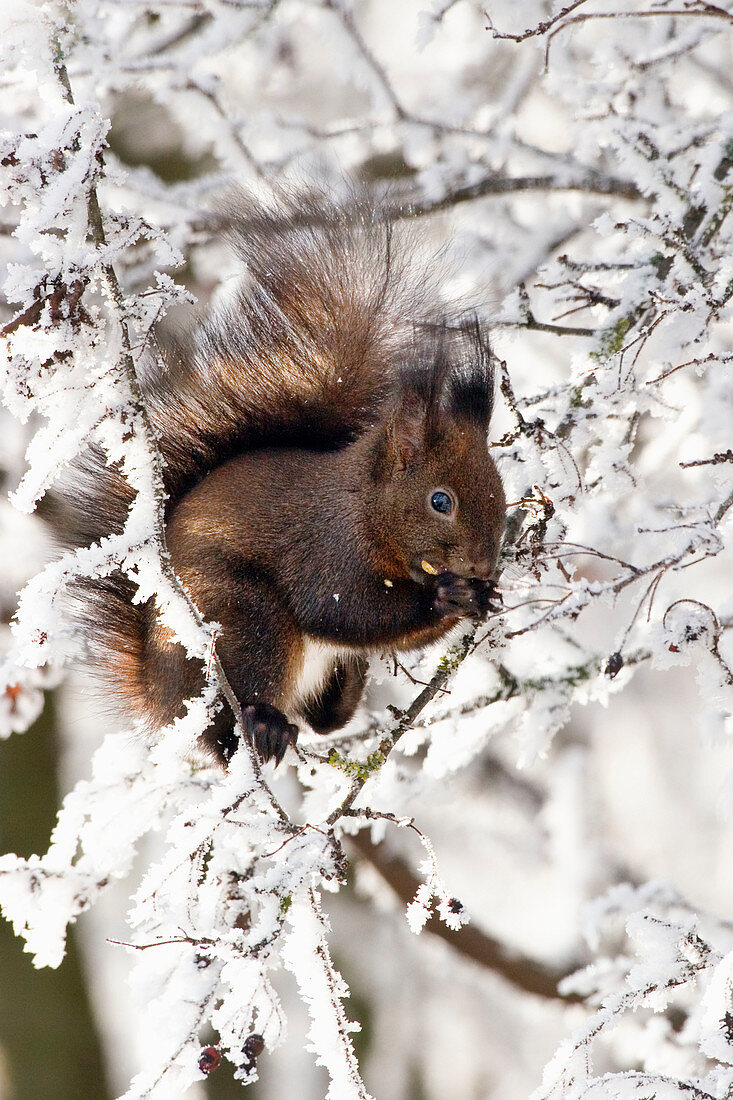 Eichhörnchen im Schnee (Sciurus vulgaris), Bayern, Deutschland