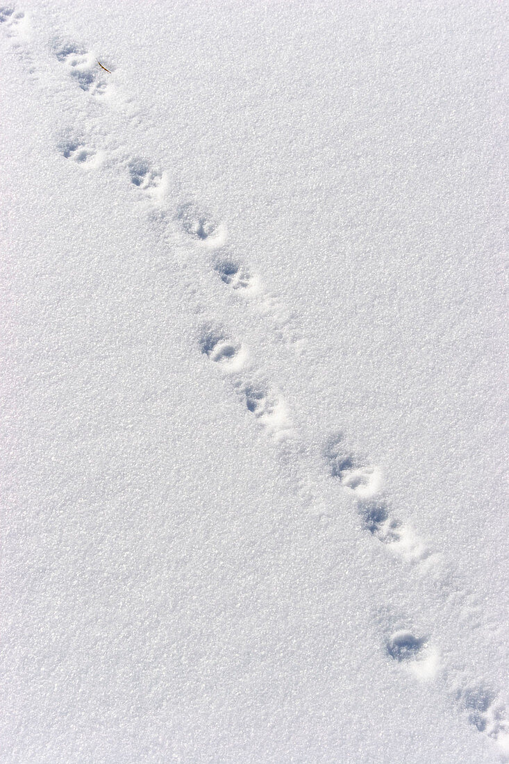 Fox tracks in the snow (Vulpes vulpes), Germany