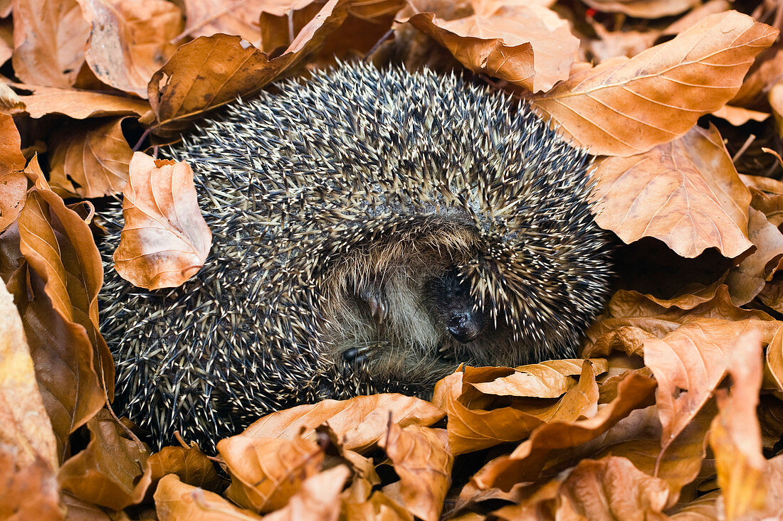 European Hedgehog, Erinaceus europaeus hibernating, Bavaria, Germany