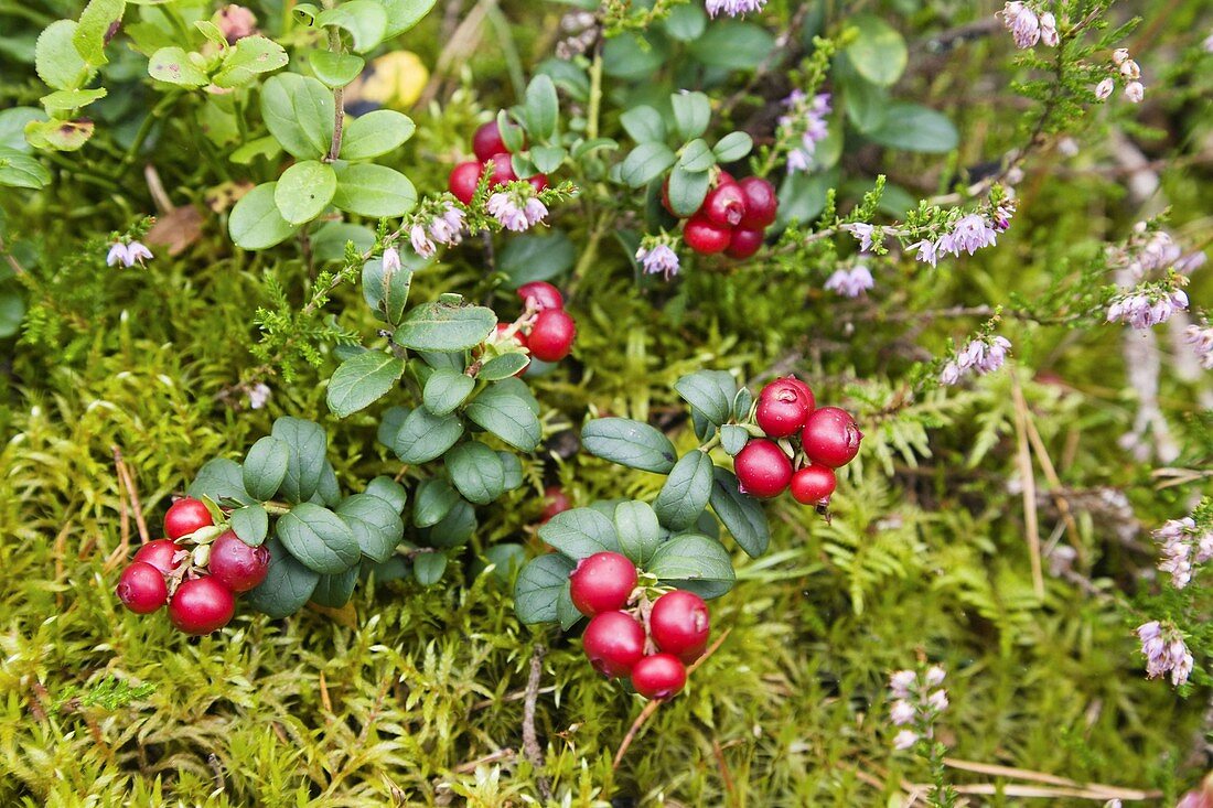 Ripe cranberries, Vaccinium vitis-idaea, Sweden, Scandinavia (Europe)