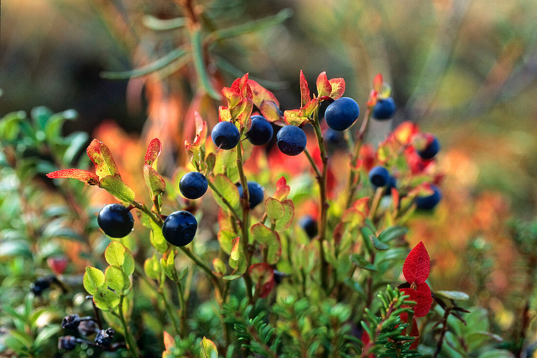 Blueberries (Vaccinium myrtillus), Scandinavia, Europe