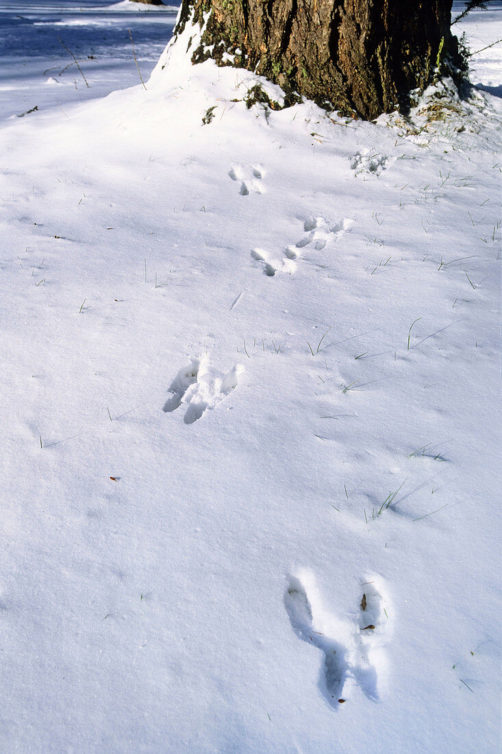 Eichhörnchen-Spuren im Schnee, Sciurus vulgaris, Bayern, Deutschland