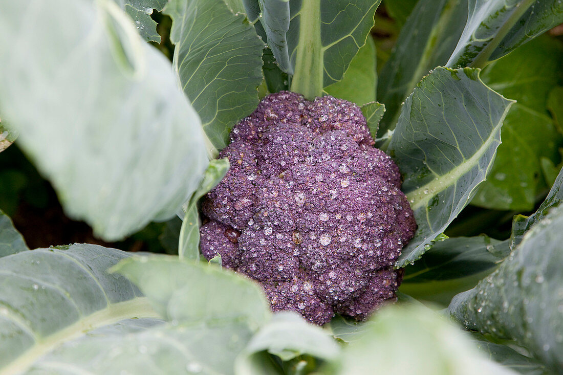 Purple cauliflower 'Graffiti F1' (Brassica oleracea var. botrytis)