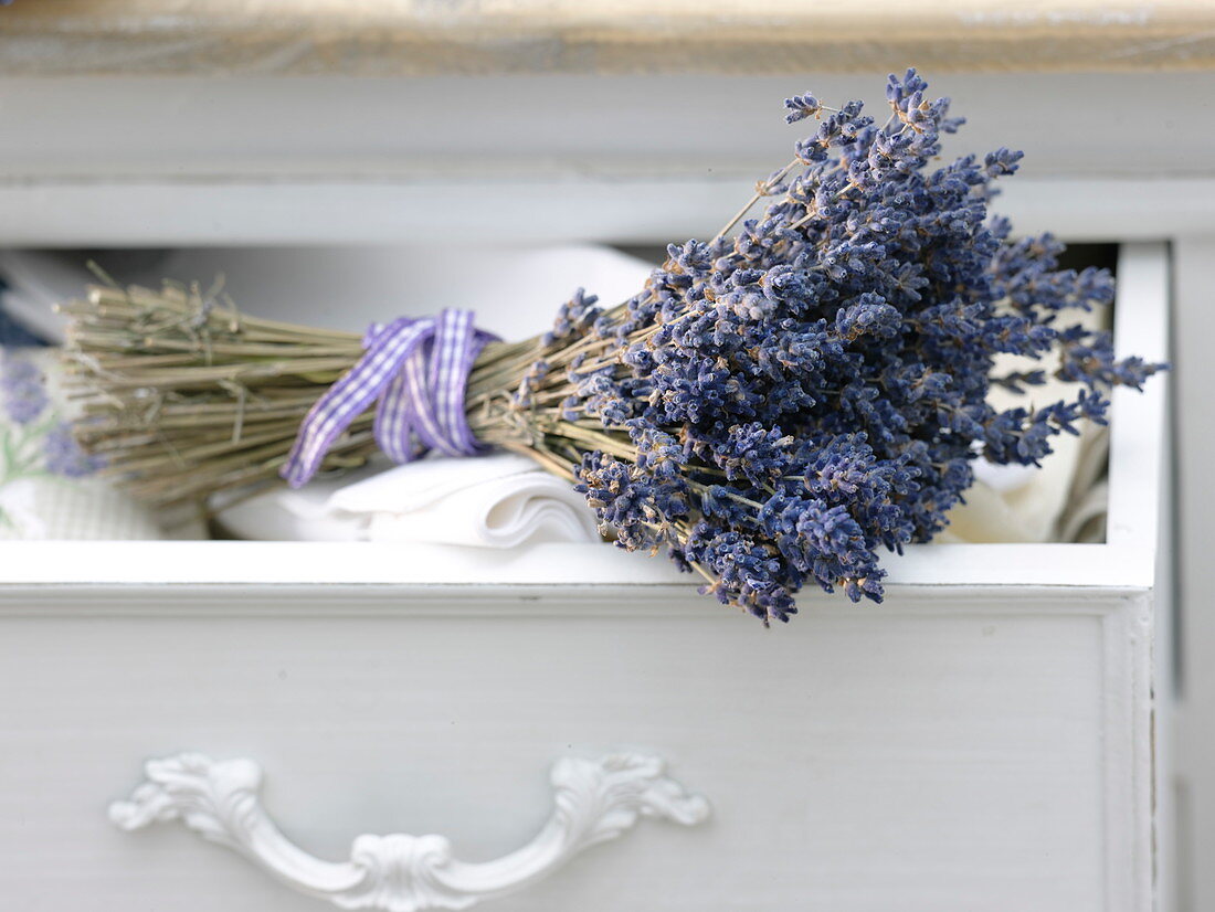 Lavender bouquet (Lavandula) as laundry protection