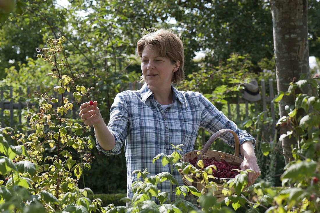 Woman picking raspberries (Rubus idaeus)