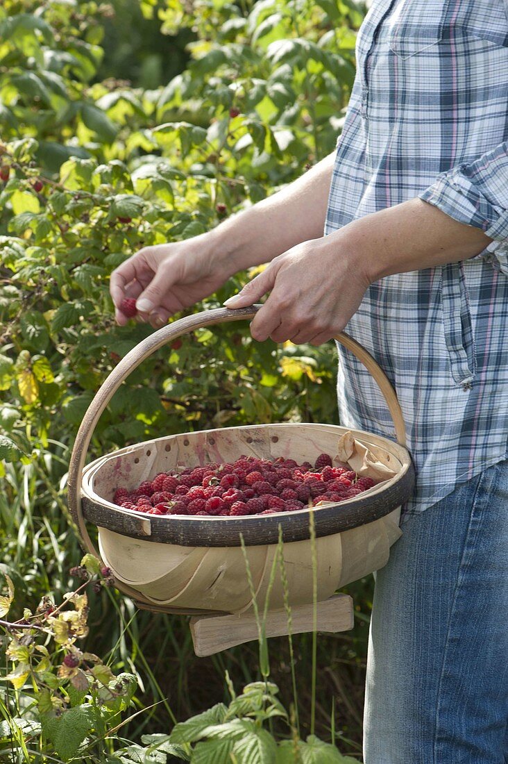 Frau pflückt Himbeeren (Rubus idaeus)