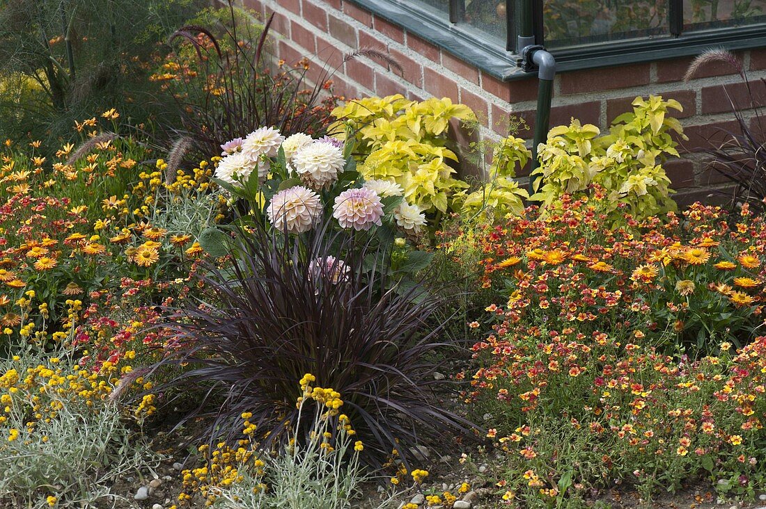 Summer flower bed in front of wall of lean-to greenhouse