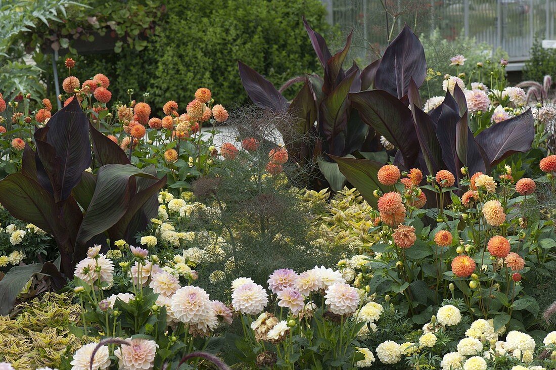 Summer bed with Canna (Indian flower cane), Dahlia (dahlias)