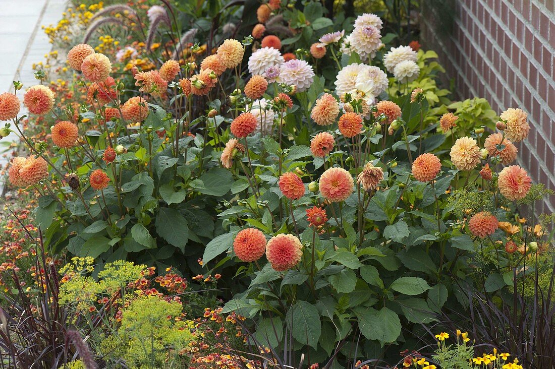 Summer flower bed in front of wall of lean-to greenhouse