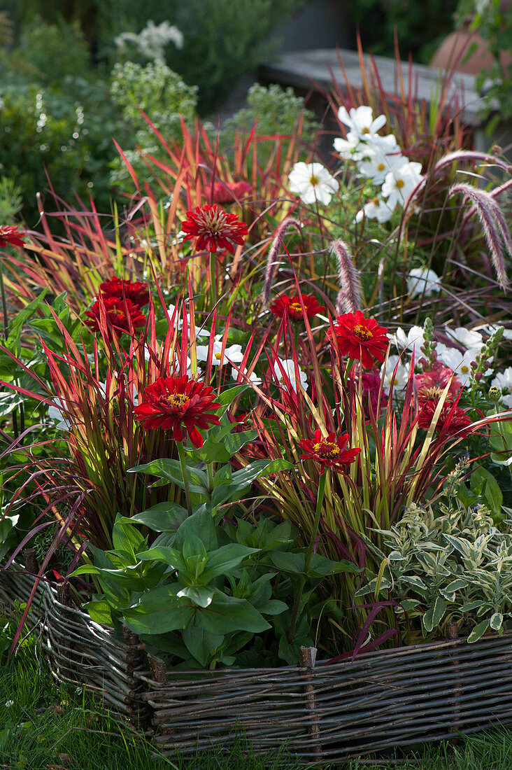 Bed with summer flowers and grasses