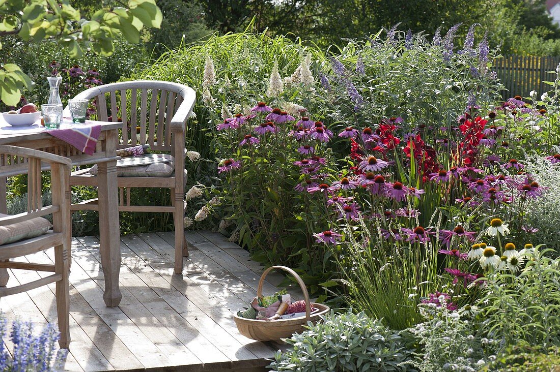 Terrace bed with Echinacea 'Magnus' 'Rubinstern' 'White Swan' (coneflower)