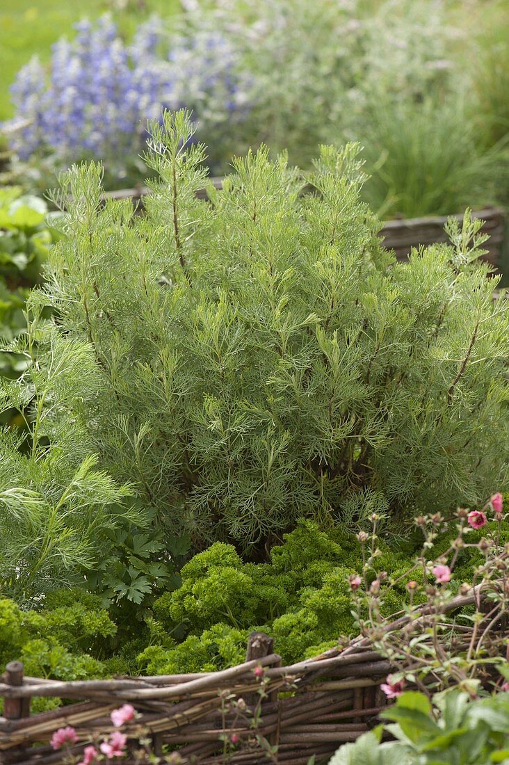 Colapflanze (Artemisia abrotanum var.maritima), Petersilie (Petroselinum)