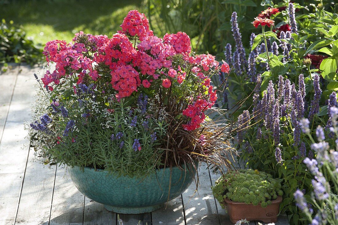 Turquoise bowl with phlox, lavender (Lavandula)