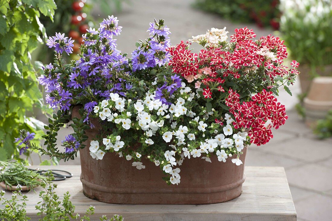 Terracotta box in red, white and purple Verbena Estella Voodoo 'Star'