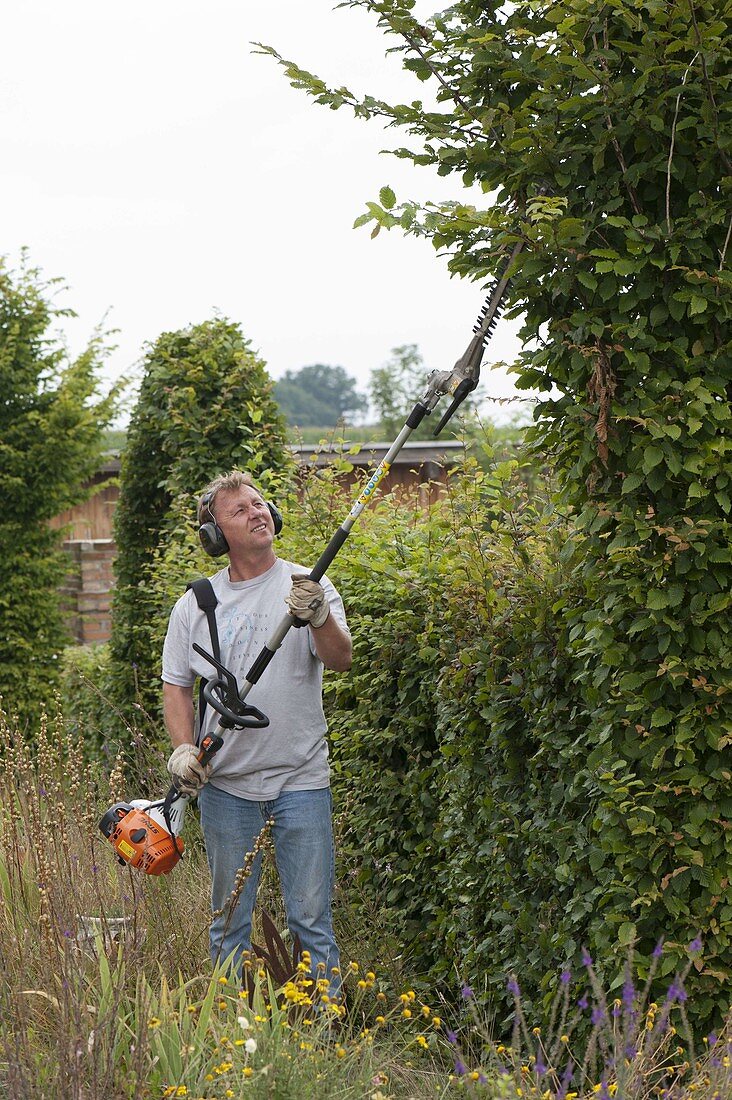 Man trimming hedge with